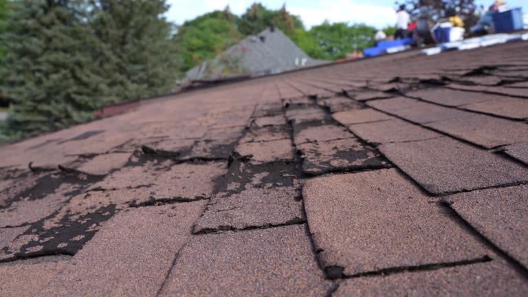 Best Roof Moss and Algae Removal  in New Boston, OH